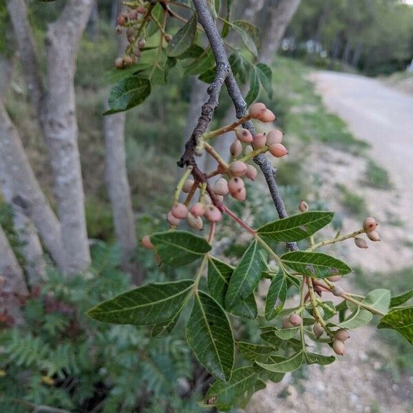 Pistacia × saportae ഫലം