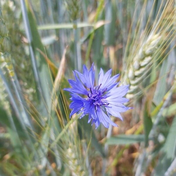 Centaurea cyanus Blomma