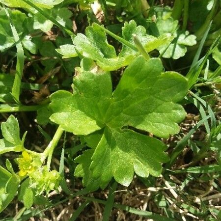 Ranunculus muricatus Листок