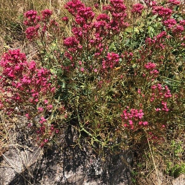 Valeriana lecoqii പുഷ്പം