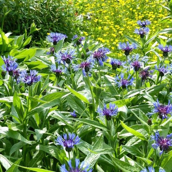 Centaurea triumfettii Natur