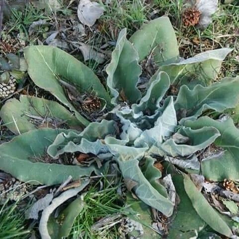 Verbascum thapsus Lehti