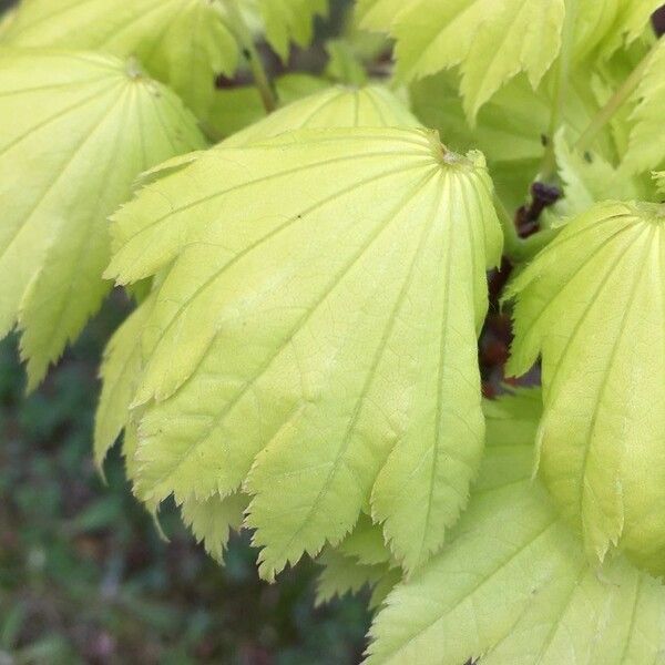 Acer circinatum Blatt