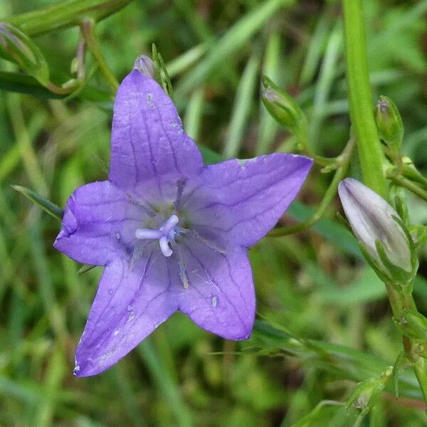 Campanula rapunculoides Kwiat