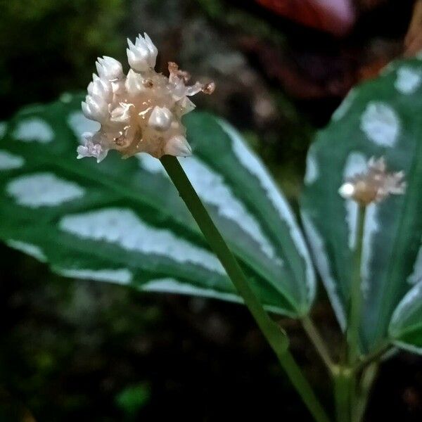 Pilea cadierei Flor