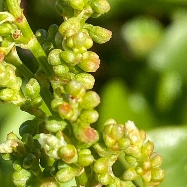 Rumex lunaria ᱵᱟᱦᱟ