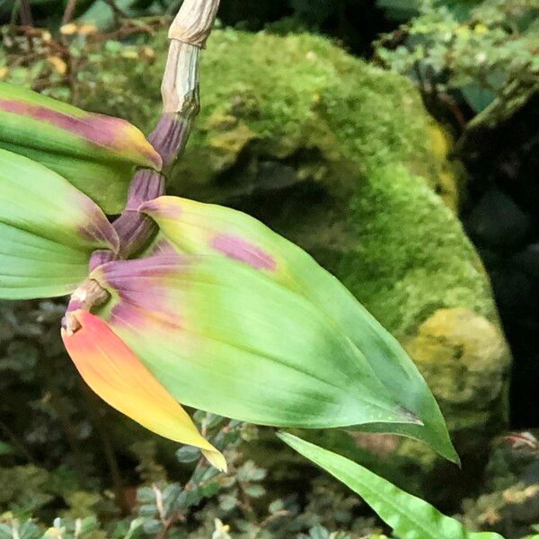 Dendrobium victoriae-reginae Fruto