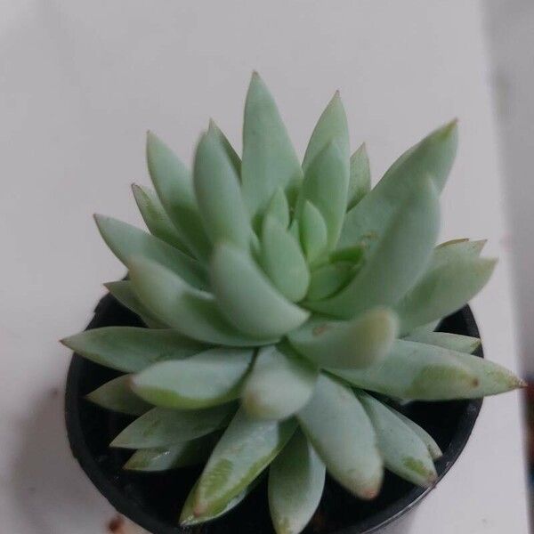 Dudleya greenei ᱥᱟᱠᱟᱢ