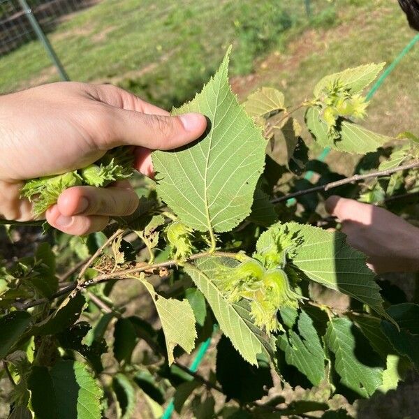 Corylus americana 叶