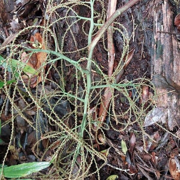 Dypsis nodifera Flor