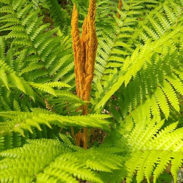 Osmundastrum cinnamomeum 葉