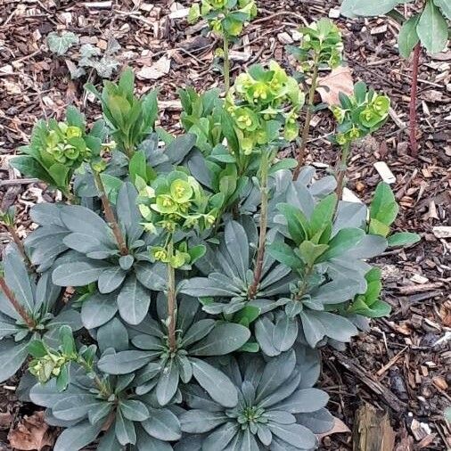 Euphorbia amygdaloides पत्ता