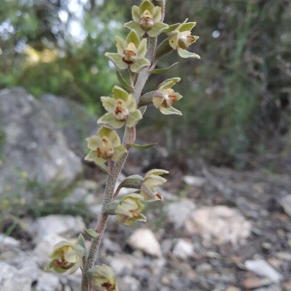 Epipactis microphylla Flower