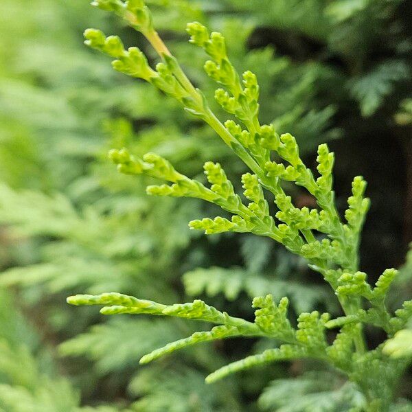 Chamaecyparis lawsoniana Frunză