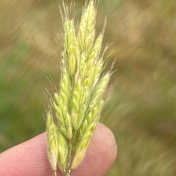 Bromus hordeaceus Flor