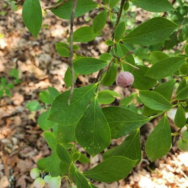 Vaccinium angustifolium ফল