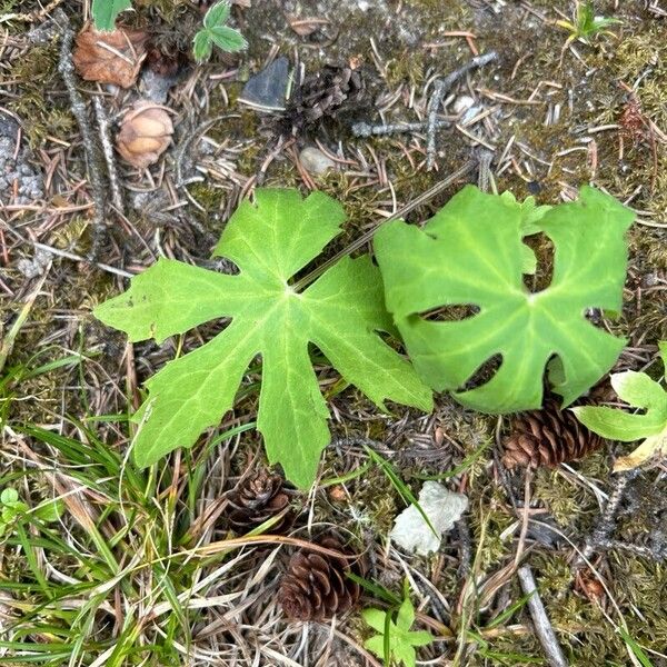 Petasites frigidus Blatt