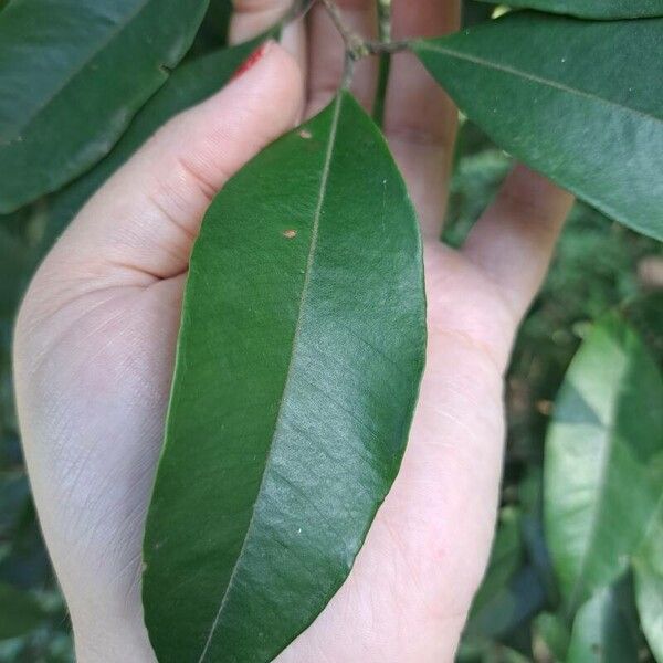 Plinia edulis Leaf