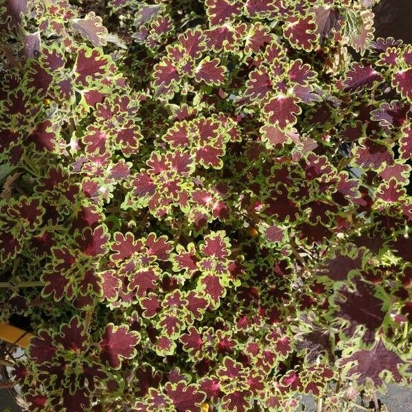 Coleus scutellarioides برگ