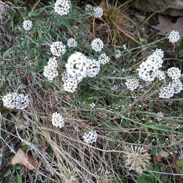 Lobularia maritima 花