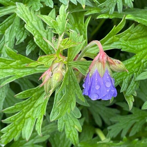 Geranium pratense Leaf