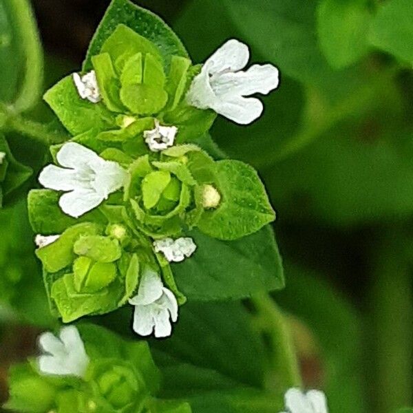 Origanum majorana Lorea