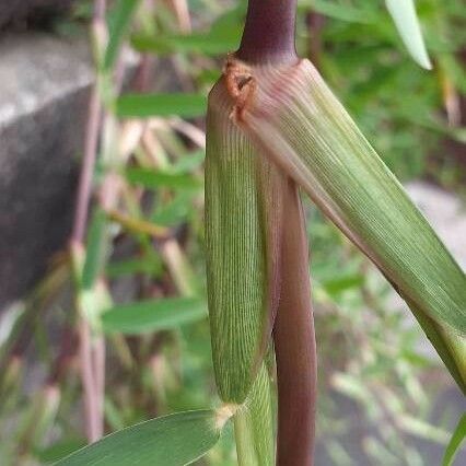 Stenotaphrum secundatum Fuelha