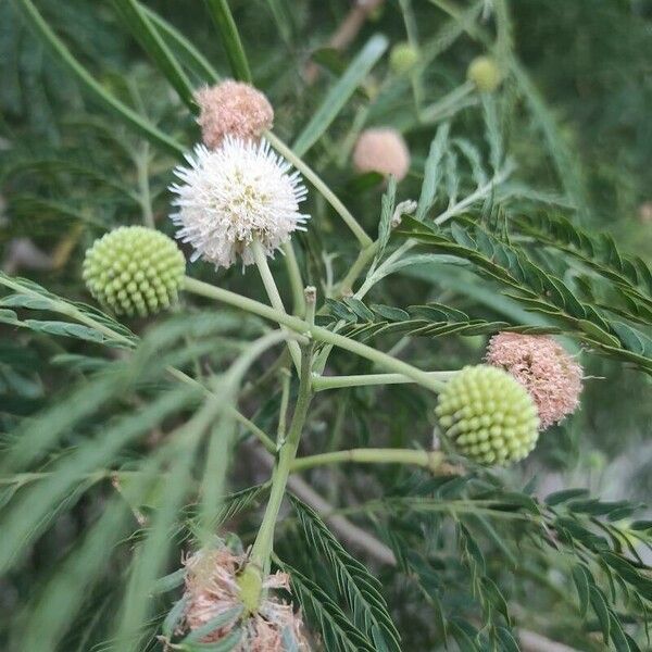 Leucaena leucocephala Lorea