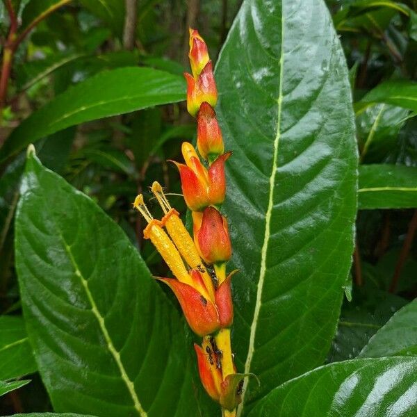 Sanchezia speciosa Flor