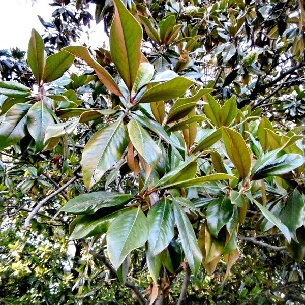 Magnolia grandiflora ഇല