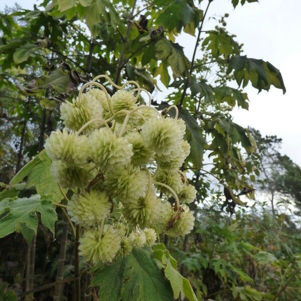 Montanoa hibiscifolia 果實