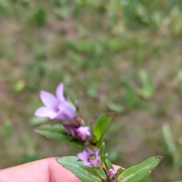 Gentianella amarella Fuelha