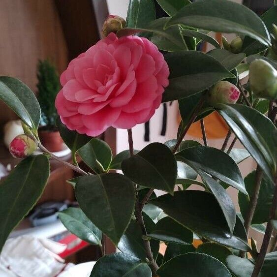 Camellia japonica Žiedas