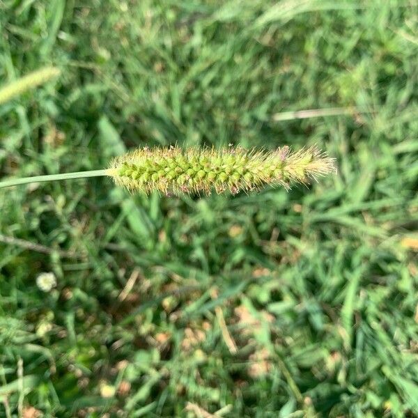 Setaria pumila Frucht