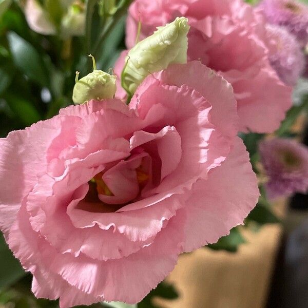 Eustoma russellianum Flower