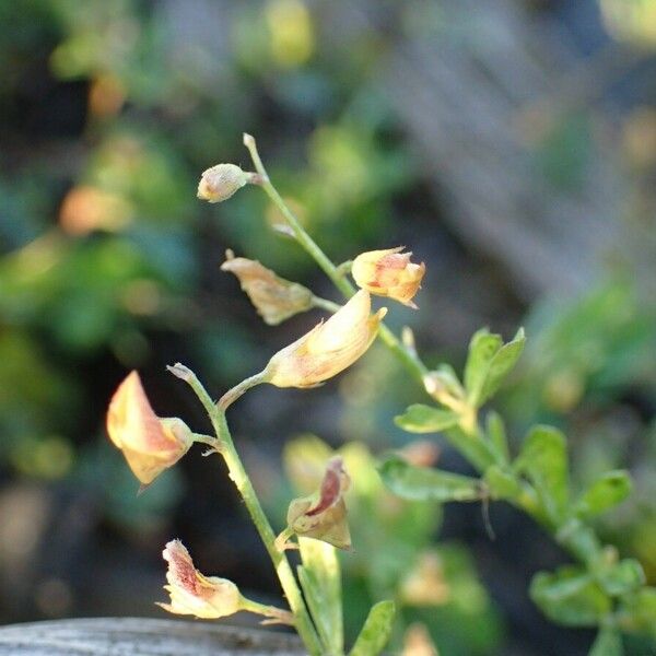 Crotalaria hyssopifolia Çiçek