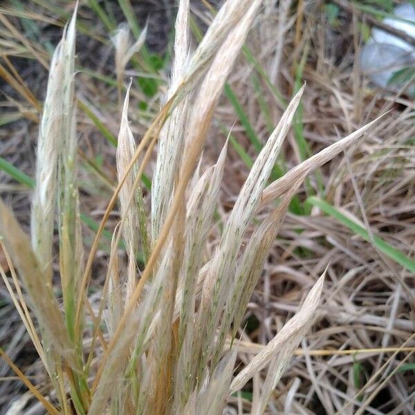 Bothriochloa barbinodis Flower