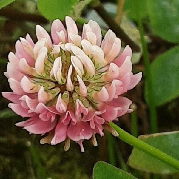 Trifolium hybridum ফুল