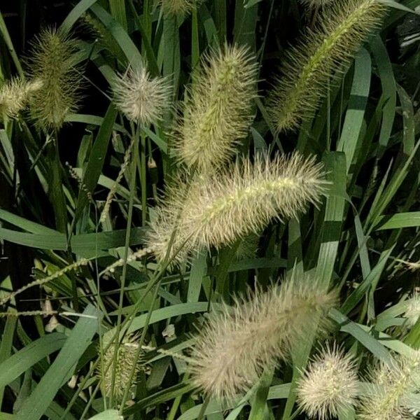 Setaria parviflora Flower