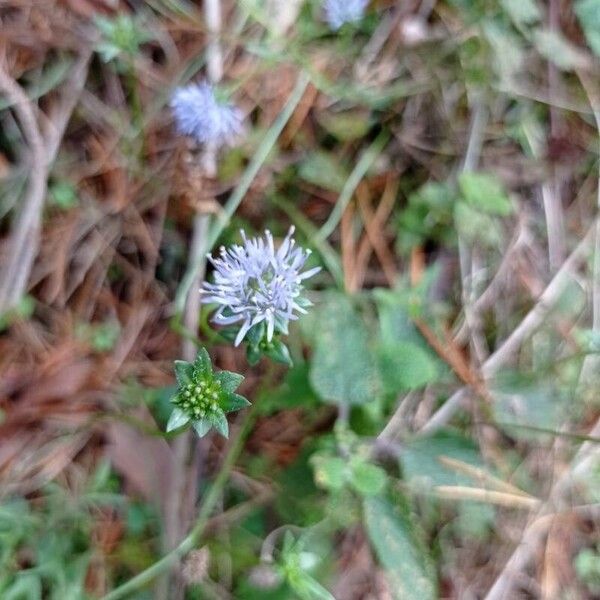 Jasione montana Flower