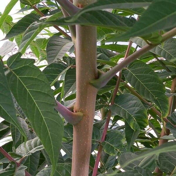 Ailanthus altissima Ŝelo