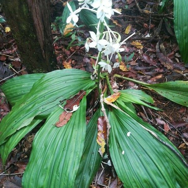 Calanthe triplicata Natur