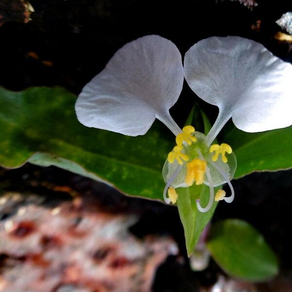 Commelina benghalensis Λουλούδι
