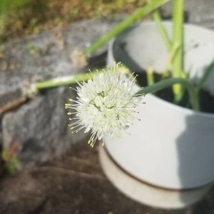 Allium fistulosum 花