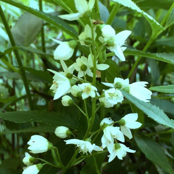 Deutzia gracilis Kvet