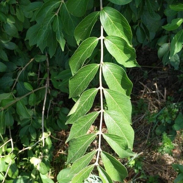 Lonicera maackii 葉