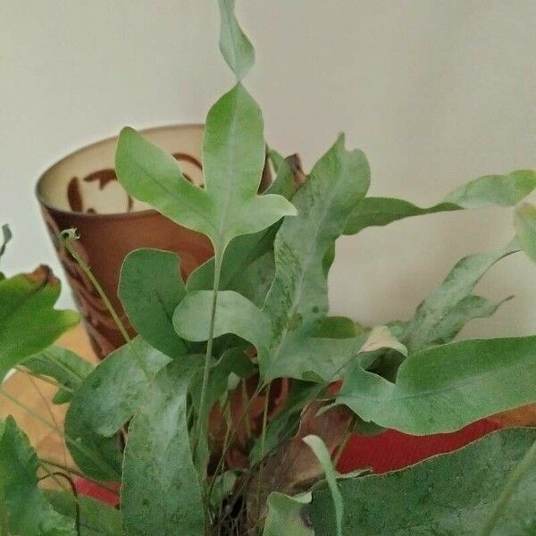Phlebodium aureum Leaf