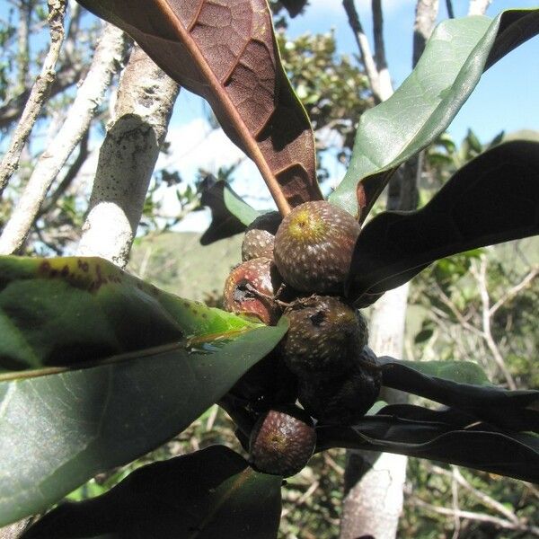 Ficus auriculigera Vivejo