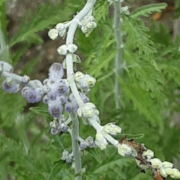 Salvia abrotanoides Flower