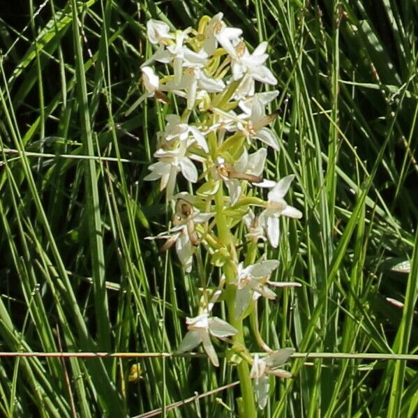 Platanthera bifolia Kwiat